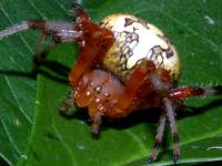 Araneus marmoreus photographed at Mt Comfort, Indiana using a Canon D60 camera and Canon 100mm macro lens