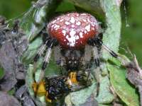 photographed at Volo Bog in September of 2003 using a Canon D60 camera and Canon 100mm f2.8 USM macro lens   (1/200th second, f27, ISO 100)