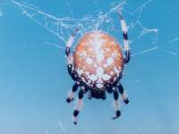 Araneus trifolium photographed at Dead River, Illinois State Beach Park, using a Pentax Z-1 and Pentax 100mm f2.8 macro lens