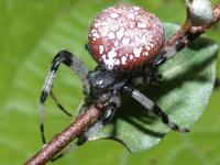 photographed at Volo Bog in September of 2003 using a Canon D60 camera and Canon 100mm f2.8 USM macro lens  (1/200th second, f22, ISO 200)