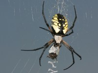 Argiope aurantia photographed at Volo Bog, Illinois, in August of 2002 using a Canon D60 and Canon 100mm macro lens (1/200th second, f8, ISO 100)