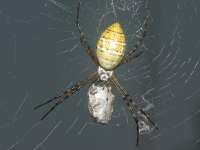 Argiope trifasciata photographed at Volo Bog, Illinois in September of 2003, using a Canon D60 and Canon 100mm macro lens (1/200th second, f13, ISO 100)