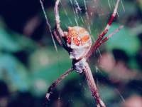 Argiope argentata