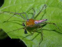 photographed in Cat Tien national park in December of 2004 using a Canon D60 digital camera and Canon 100mm f2.8 USM macro lens  (1/200th second, f27, ISO 100)