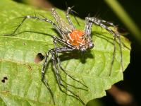 Oxyopes superbus photographed in May of 2007 using a Canon 5D camera and Canon 100mm f2.8 USM macro lens  (1/180th second, f22, ISO 200)