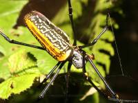 Nephila maculata photographed in May of 2007 using a Canon 5D camera and Canon 100mm f2.8 USM macro lens  (1/180th second, f19, ISO 200)