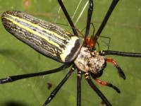 Nephila maculata photographed in January of 2009 using a Canon 50D camera and Canon 100mm f2.8 USM macro lens  (1/180th second, f27, ISO 200)