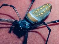 Nephila clavipes photographed in Costa Rica using a Pentax Z-1 and Pentax 100mm f2.8 macro lens