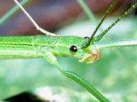 nocturnal stick insect (walking stick) photographed near Cairns using a Canon D60 digital camera and Canon 100mm f2.8 USM macro lens