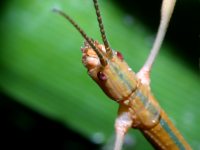 stick insect (walking stick) photographed in December of 2003 using a Canon D60 digital camera and Canon 100mm f2.8 USM macro lens (1/180th second, f19, ISO 100)