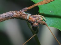 photographed in January of 2003 using a Canon D60 digital camera and Canon 100mm f2.8 USM macro lens  (1/180th second, f16, ISO 100)