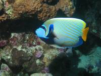 Pomacanthus imperator photographed at Dahab in January of 2003 using a Canon G2 camera in an Ikelite housing  (1/200th second, f8, ISO 100)