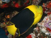 Holacanthus tricolor photographed in April of 2009 using a Canon 5D camera and Sigma 50mm macro lens in an Ikelite housing   (1/180th second, f13, ISO 200)