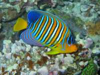 Pygoplites diacanthus photographed at Dahab in January of 2004 using a Canon G2 camera in an Ikelite housing, 7-21mm zoom lens set to 21mm  (1/200th second, f5.6, ISO 100)