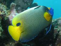 Pomacanthus xanthometopon photographed on Australia's Great Barrier Reef in January of 2003 using a Canon G2 camera in an Ikelite housing