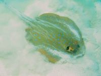 Taeniura lymma (Taeniura lymna) photographed on Australia's Great Barrier Reef in January of 2003 using a Canon G2 camera and Ikelite housing