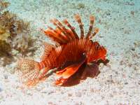 photographed at the Eel Garden, Dahab in January of 2004 using a Canon G2 camera in an Ikelite housing  (7-21mm lens set to 7mm, 1/200th second, f8, ISO 100)