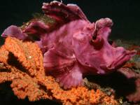 Rhinopias eschmeyeri photographed in May of 2008 using a Canon 5D camera and Sigma 50mm lens in an Ikelite housing  (1/180th second, f22, ISO 200)