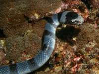 Laticauda colubrina photographed in December of 2007 using a Canon 5D camera and Sigma 50mm macro lens in an Ikelite housing  (1/180th second, f16, ISO 200)