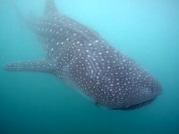 rhincodon typus photographed at Donsol in March of 2006 using a Canon 5D camera and Ikelite housing   (1/180th second, f5.6, ISO 400)