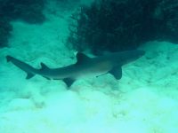 Triaenodon obesus photographed on Australia's Great Barrier Reef in January of 2003 using a Canon G2 camera in an Ikelite housing