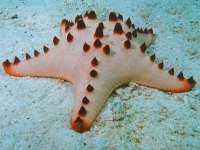 Protoreaster nodosus photographed off Ghavutu Island in the Solomon Islands using a Nikonos V camera