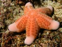 Choriaster granulatus photographed in May of 2007 using a Canon 5D camera and Sigma 50mm macro lens in an Ikelite housing  (1/180th second, f16, ISO 100)