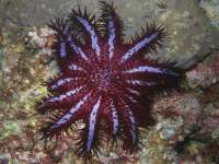 Acanthaster planci photographed in November of 2007 using a Canon 5D camera and Sigma 50mm macro lens in an Ikelite housing  (1/180th second, f16, ISO 200)