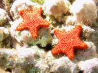 Pentagonaster duebeni photographed on the Great Barrier Reef in January of 2003 using a Canon G2 digital camera and Ikelite housing (focal length = 7mm, 1/100th second, f8, ISO 50)