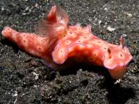 Ceratosoma trilobatum photographed in May of 2007 using a Canon 5D camera and Sigma 50mm macro lens  (1/180th second, f19, ISO 200)