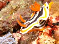 Chromodoris magnifica photographed in March of 2006 using a Canon 5D camera and Sigma 50mm macro lens in an Ikelite housing with an Ikelite DS-50 strobe (1/180th second, f22, ISO 400)