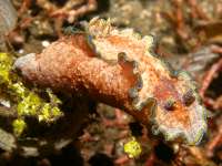 Glossodoris cincta photographed in May of 2007 using a Canon 5D camera and Sigma 50mm macro lens in an Ikelite housing  (1/180th second, f19, ISO 200)