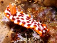 Hypselodoris purpureomaculosa photographed in the Philippines in March of 2006 using a Canon 5D digital camera and Sigma 50mm macro lens in an Ikelite housing   (1/180th second, f38, ISO 400)