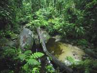 rainforest at Cape Tribulation photographed in January of 2003 using a Canon 1Ds camera and Sigma 15-30mm lense at 15mm