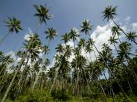 coconut plantation on the north side of the island of the Fijian island of Taveuni during January of 2003 using a Canon 1Ds camera and Sigma 15-30mm lens set to 15mm